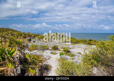 Pflanzen, Büsche und Kakteen auf den Steinen in Tulum, Riviera Maya, Yucatan, Karibik, Mexiko. Stockfoto