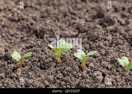 Rettich Pflanze Sämlinge im Garten wachsen. Gartenarbeit, Bio-Gemüse und Landwirtschaft Konzept. Stockfoto