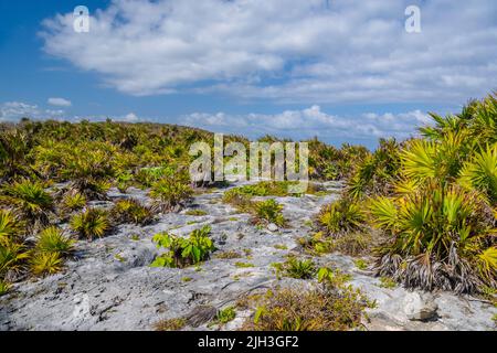 Pflanzen, Büsche und Kakteen auf den Steinen in Tulum, Riviera Maya, Yucatan, Karibik, Mexiko. Stockfoto