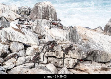 Meeresiguanas, die auf den Felsen der Galapagos sonnenbaden Stockfoto