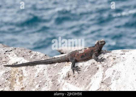 Meeresiguanas, die auf den Felsen der Galapagos sonnenbaden Stockfoto