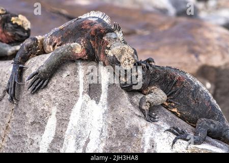 Meeresiguanas, die auf den Felsen der Galapagos sonnenbaden Stockfoto