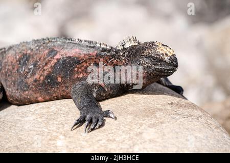 Meeresiguanas, die auf den Felsen der Galapagos sonnenbaden Stockfoto