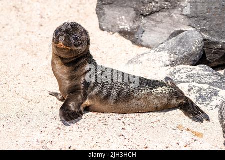 Baby Seelöwe am Strand in den Galapagos Stockfoto