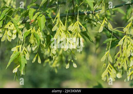 Acer negundo, Box Holder Frucht und Blätter auf Zweig Nahaufnahme selektive Fokus Stockfoto