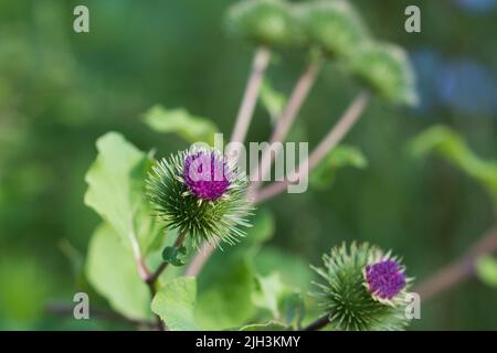 Arctium minus, kleinere Klettenpurpurblüten schließen seelisch fokussieren Stockfoto