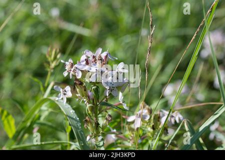 Securigera varia, violette Krone vetch rosa Blüten in Wiese Nahaufnahme selektiven Fokus Stockfoto