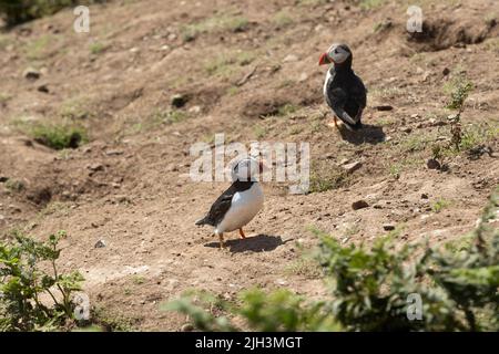 Zwei Papageitaucher auf Skomer Island in Pembrokeshire, Wales Stockfoto