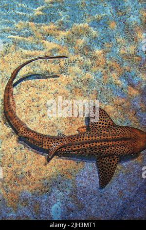 Zebra Shark (Stegostoma fasciatum) schwimmt im klaren Wasser mit einem sandigen Grund im Baltimore Aquarium Tank. Bearbeitet, um ein Gemälde des Bildes zu erstellen. Stockfoto