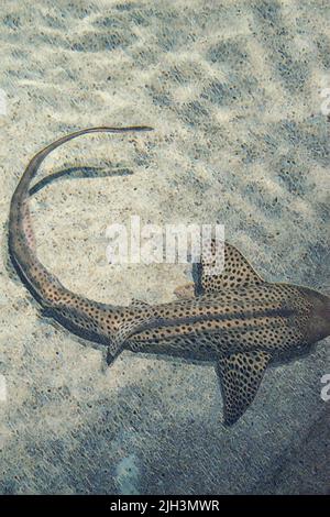 Zebra Shark (Stegostoma fasciatum) schwimmt im klaren Wasser mit einem sandigen Grund im Baltimore Aquarium Tank. Bearbeitet, um ein Gemälde des Bildes zu erstellen. Stockfoto