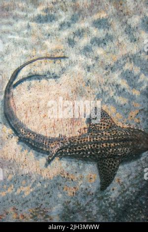 Zebra Shark (Stegostoma fasciatum) schwimmt im klaren Wasser mit einem sandigen Grund im Baltimore Aquarium Tank. Bearbeitet, um ein Gemälde des Bildes zu erstellen. Stockfoto