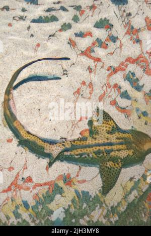 Zebra Shark (Stegostoma fasciatum) schwimmt im klaren Wasser mit einem sandigen Grund im Baltimore Aquarium Tank. Bearbeitet, um ein Gemälde des Bildes zu erstellen. Stockfoto