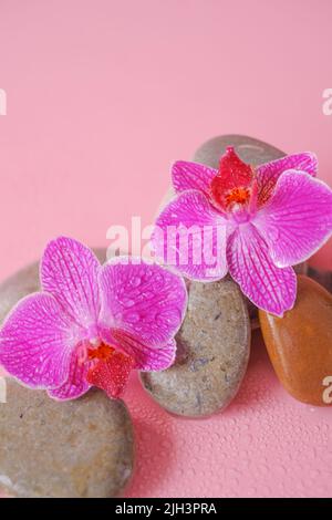 Orchideenblumen und graue Steine auf hellrosa Hintergrund. Spa und Wellness.schöne Natur Tapete. Stockfoto