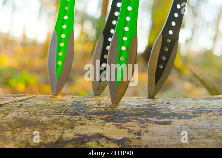 Wurfmesser in einem Baumstamm in einem sonnigen Wald.Sport- und Hobby-Konzept. Metallmesser zum Werfen in die Hände eines mannes auf einem Tannenwald Hintergrund.Sport Stockfoto