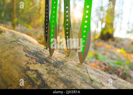 Wurfmesser in einem Baumstamm in einem sonnigen Wald.Sport- und Hobby-Konzept. Metallmesser zum Werfen auf einem Tannenwald Hintergrund.Outdoor-Sport.Sport Stockfoto