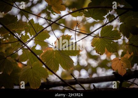 Bild von Platanenblättern oder Platanenblättern im Herbst, mit ihren typischen Herbstfarben: Braun, orange und gelb. Stockfoto