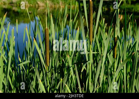 Grünes Schilf, das über dem Wasser glitzert und in der Sonne schimmert. Nahaufnahme mit unscharfem Hintergrund Stockfoto