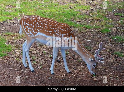 Hirsche in Dunham Massey NT Hall & Gardens, Altrincham, Cheshire, England, Großbritannien, WA14 4SJ Stockfoto