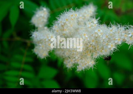 Blühende Bergasche mit weißen Blüten und viel Grün im Sommer. Stockfoto