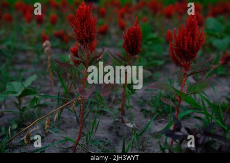In den Botanischen Gärten sind rote Cockscomb- oder Abanico-Blumen, Celosia argentea, geschmückt Stockfoto