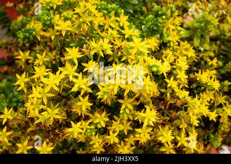 Gelbe Blumen im Garten bekannt als Goldmoos Stonecrop, Mossy Stonecrop, Goldmoos Sedum, beißender Stonecrop und Wallpepper, (Sedum acre) Stockfoto