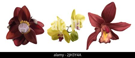 Setzen Sie tropische Blumen. Bananenblüte, gelbe Orchidee und rotes Cimbidium Stockfoto