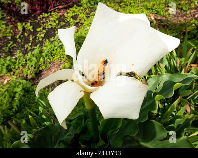 Weiße Blume bekannt als Calla Lily und Arum Lily (Zantedeschia aethiopica) mit vielen Insekten in der Blüte Stockfoto