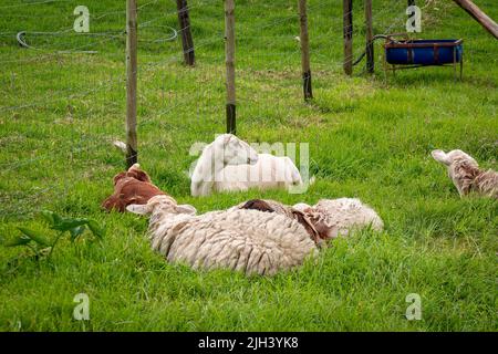 Ein paar Schafe ruhen auf Weide umzäunt von Maschendraht Stockfoto