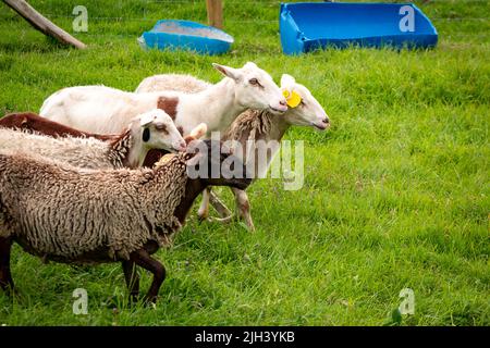 Ein paar Schafe in verschiedenen Farben gehen auf Weide umzäunt von Maschendraht Stockfoto