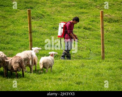 Santa Elena, Antioquia, Kolumbien - Mai 17 2022: Ein paar Schafe beobachten, wie ein junger Mann das Gras vor einem Kettengliederzaun sprühen Stockfoto