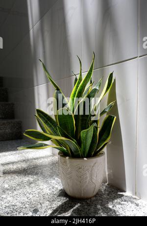 Sansevieria Zimmerpflanze unter dem Sonnenlicht auf weißem Hintergrund Stockfoto
