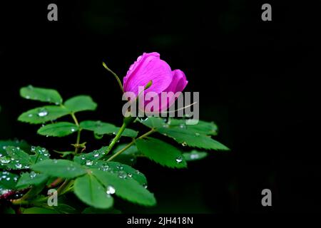 Eine wilde Rosenblüte (Rosa acicularis); auf einem dunklen Hintergrund in der Frühjahrssaison im ländlichen Alberta Kanada Stockfoto