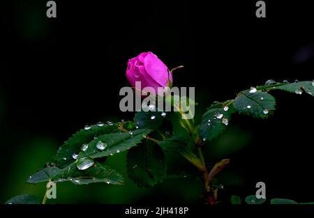 Eine wilde Rosenblüte (Rosa acicularis); auf einem dunklen Hintergrund in der Frühjahrssaison im ländlichen Alberta Kanada Stockfoto