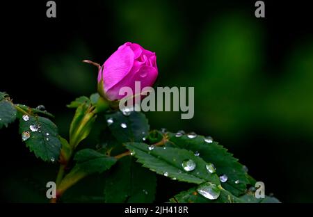 Eine wilde rosa Rose Knospe (Rosa acicularis); auf einem dunklen Hintergrund in der Frühjahrssaison im ländlichen Alberta Kanada Stockfoto