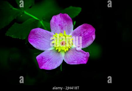 Eine bunte, wilde Rose (Rosa acicularis); auf dunklem Hintergrund im ländlichen Alberta, Kanada Stockfoto