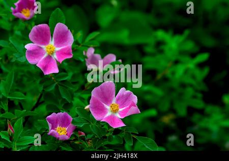 Ein wilder Rosenbusch (Rosa acicularis), der im ländlichen Alberta, Kanada, wächst Stockfoto