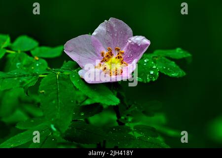 Eine wilde rosa Rose (Rosa acicularis); auf einem dunklen Hintergrund mit Frühlingsregen fallen im ländlichen Alberta Kanada Stockfoto