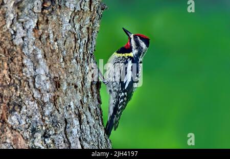 Ein wilder Gelbbauchsapsucker, der auf einem Fichtenstamm im ländlichen Alberta, Kanada, auf der Nahrungssuche ist. Stockfoto