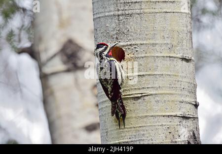 Ein Gelbbauchsapsucker; Sphyrapicus varius; Nahrungssuche an einem Loch in einem Pappelbaum im ländlichen Alberta, Kanada. Stockfoto