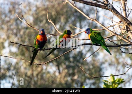 Drei Regenbogenlorikeets (Trichoglossus moluccanus), die auf einem Ast eines Baumes in Sydney, NSW, Australien, thront (Foto: Tara Chand Malhotra) Stockfoto