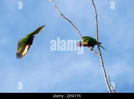 Ein Paar Regenbogenlorikeets (Trichoglossus moluccanus) in Sydney, NSW, Australien (Foto: Tara Chand Malhotra) Stockfoto