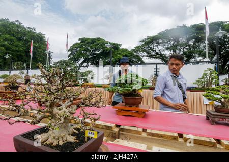 Bonsai-Wettbewerb und Ausstellung in Bogor City, Indonesisch. Indonesien gehört zu den drei größten Ländern mit den größten und qualitativ hochwertigsten Bonsai-Gemeinschaften Stockfoto