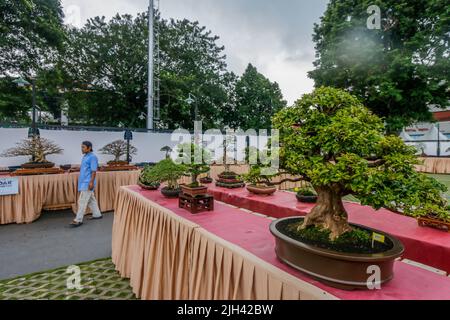 Bonsai-Wettbewerb und Ausstellung in Bogor City, Indonesisch. Indonesien gehört zu den drei größten Ländern mit den größten und qualitativ hochwertigsten Bonsai-Gemeinschaften Stockfoto