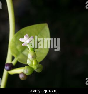 Makroansicht von malabar-Spinat oder ceylon-Spinat-Pflanzenblume, Basella-Alba oder Basella-Rubra bekannt als Weinspinat, Heilkraut Stockfoto