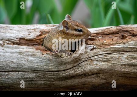 Niedlicher Chipmunk taucht aus einem Loch in einem hohlen Baumstamm auf Stockfoto