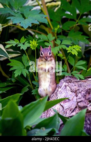 Kleiner Streifenhörnchen steht still, als sie versucht, sich in das Grün zu mischen und sich vor Raubtieren zu verstecken Stockfoto