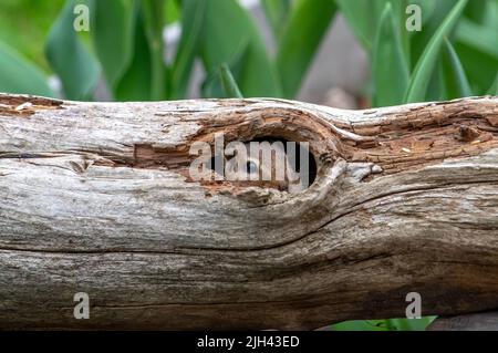 Gesicht eines pelzigen Streifenhörnchen, späht aus dem Inneren eines hohlen Baumes heraus Stockfoto