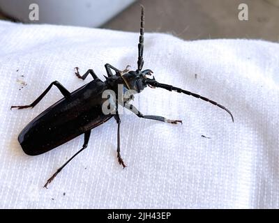 Dunkelkäfer. Familie tenebrionidae. Morica planta Stockfoto