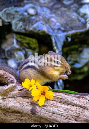 Pelzige Nagetiere knabbern an einem Sonnenblumenkerne, während sie auf einem Baumstamm neben winzigen gelben Blüten posiert Stockfoto