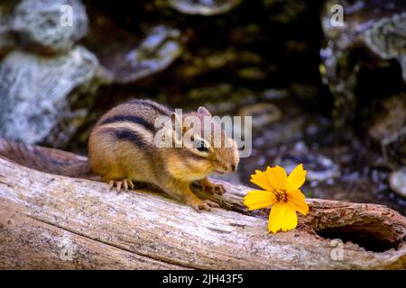 Ein kleiner Streifenhörnchen auf einem Baumstamm mit einer winzigen gelben Blume Stockfoto